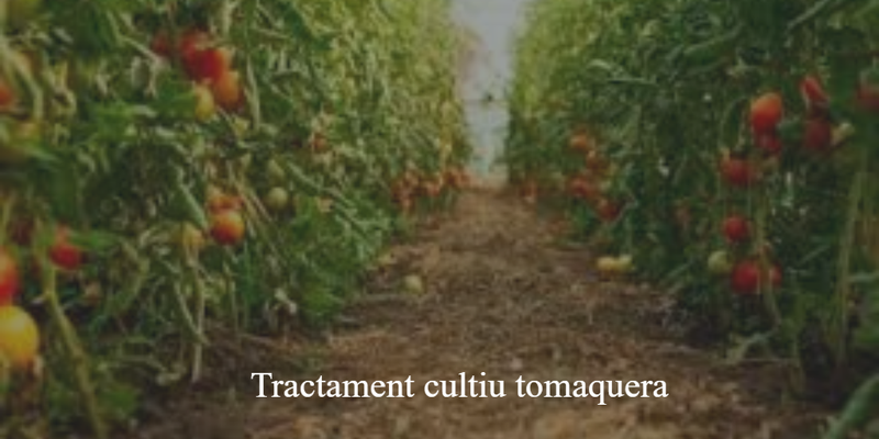 Tractament cultiu tomaquera