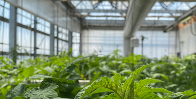 Agricultura integrada en edificis