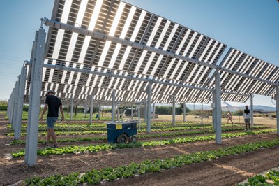 Inauguració de la primera planta d’Agrivoltaica totalment monitoritzada per al control integral del cultiu hortícola