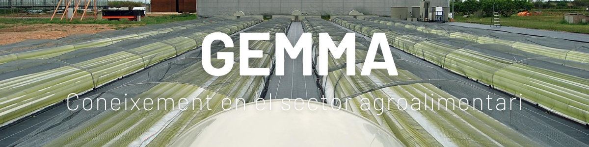 gemma