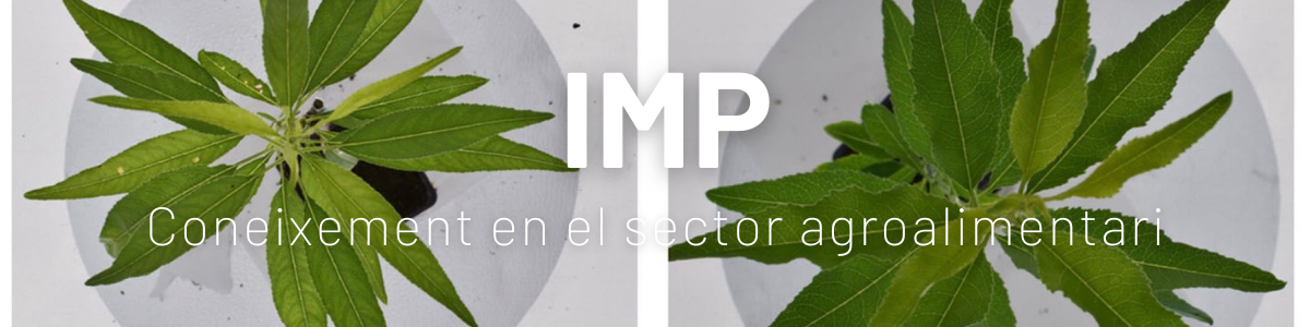 imp