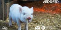 AEROFER