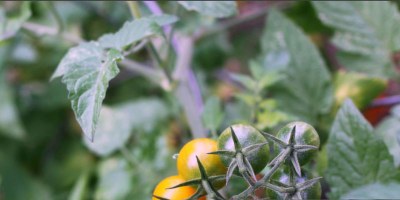 Tractament cultiu tomaquera