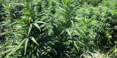 Use of hemp for textile substrates