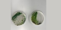 CyanBio2