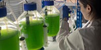 PROALGAE