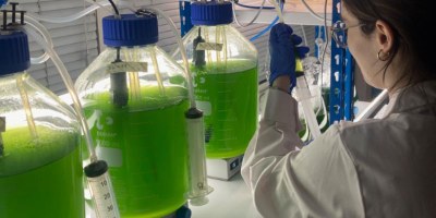 PROALGAE